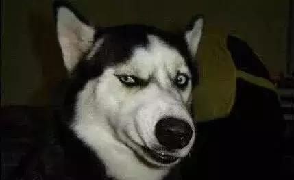 说哈士奇傻的人你聪明在哪了