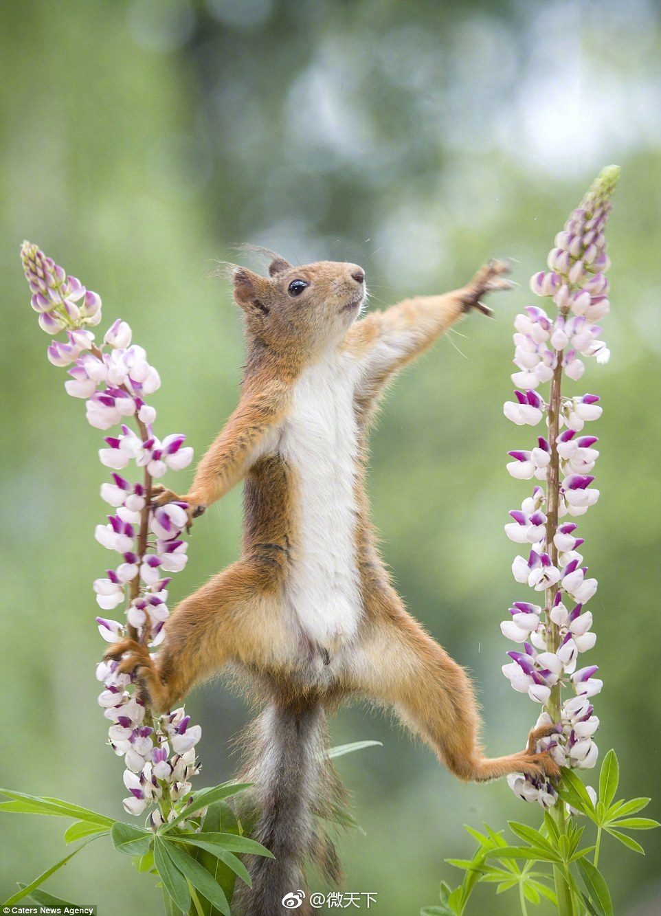 动物界的杂技选手小松鼠表演劈叉和平衡力