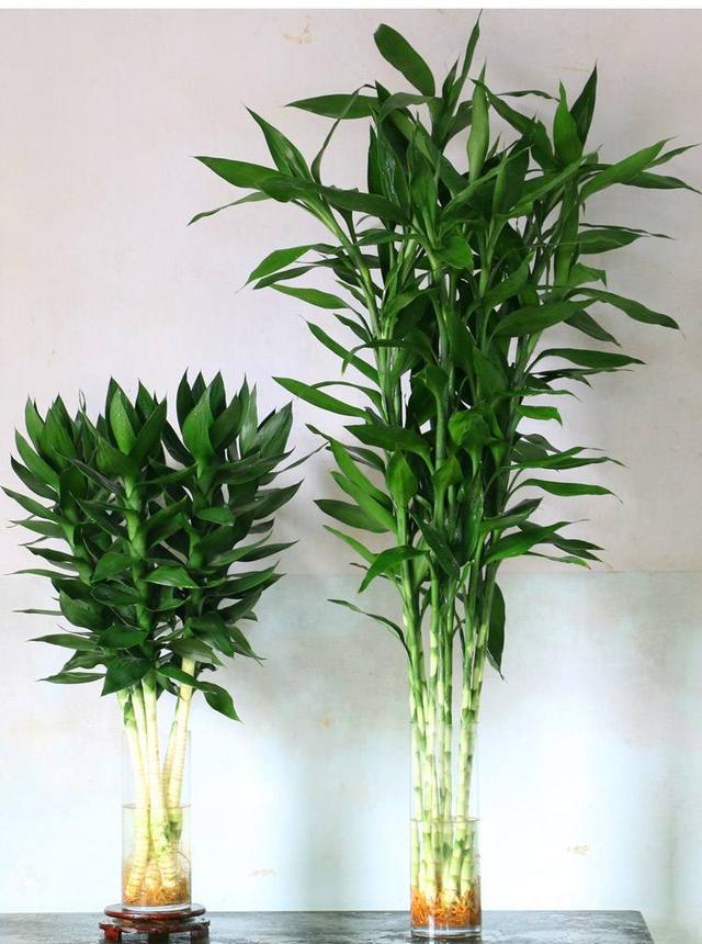 家里富贵竹黄叶样子差?那就吃点"大补汤",茎秆粗壮叶片油亮!