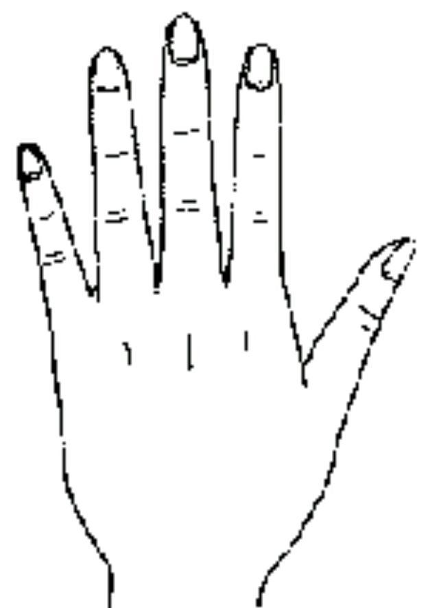 圆锥形手又称水形手,艺术形手,爱美手,感情手.