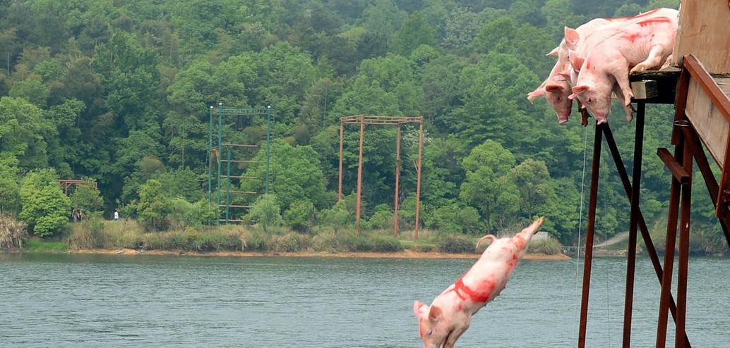 荷兰农夫逼猪跳河, 只为增强小猪的体质