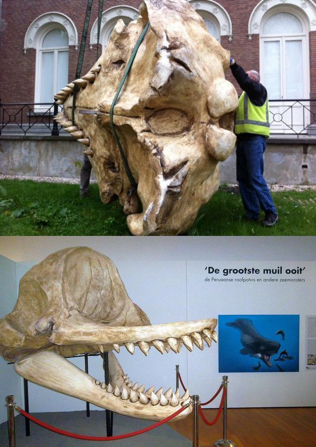 海兽之王利维坦鲸