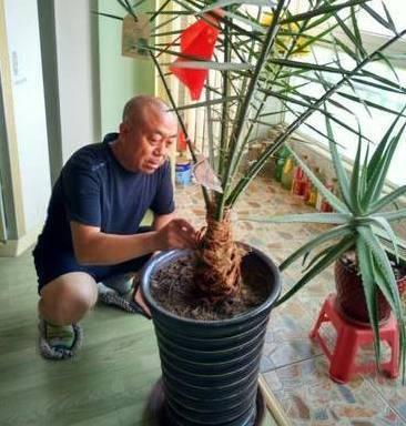 今年终究来一个"大欣喜",邻居都围观凑热闹|椰枣树|盆栽|枣树_新浪