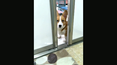 上个厕所小柯基还扒门缝偷看,这家伙是怕我偷吃吗?