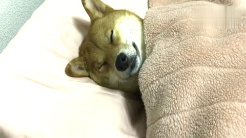 铲屎官回家睡觉,发现柴犬居然在床上盖着被子熟睡