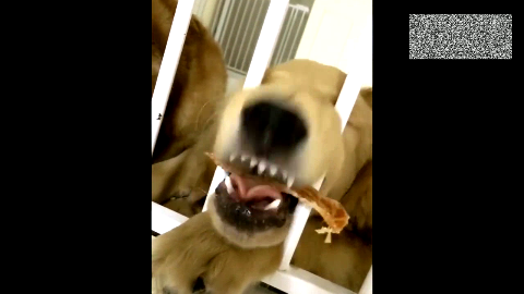 金毛狗狗太粘人,在主人运动健身时不停的干扰