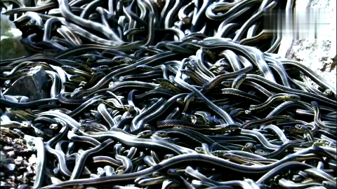 这个又是红纹滞卵蛇吧?