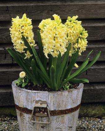 这样对风信子开花是不利的,夹箭是正常现象,风信子的老皮对球茎具有