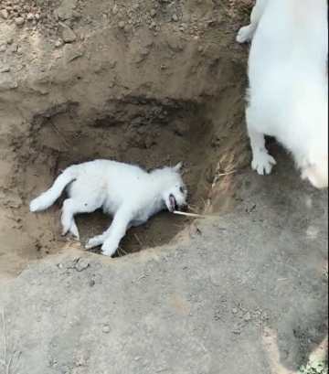 小狗不慎中毒离世,主人挖坑悲痛埋葬,狗妈妈挥泪送别!