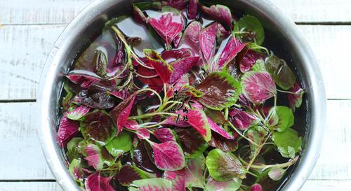 这种补血补钙蔬菜,过了夏天就吃不到了,快抓紧时间多吃两次|苋菜|红