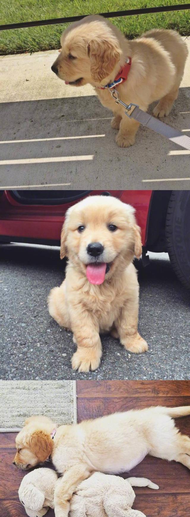 我是小奶狗,卖萌和耍酷我都有