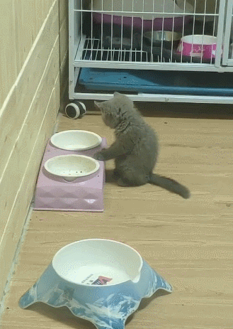 看着碗里空荡荡猫咪站着发懵怀疑饭被偷吃了