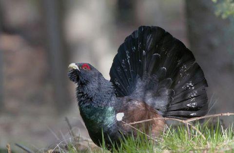 林中|侵权|羽色_新浪网
