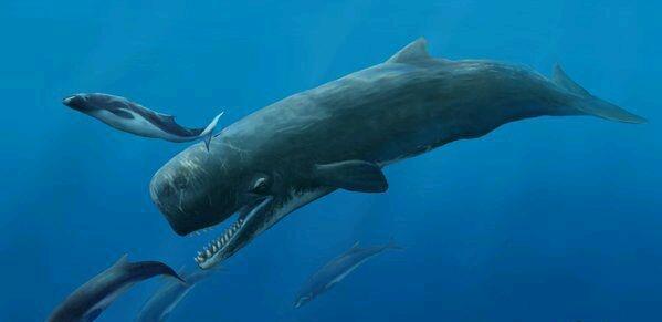 海兽之王利维坦鲸