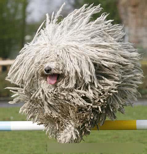 拖把|中国冠毛犬|阿富汗猎犬_新浪新闻