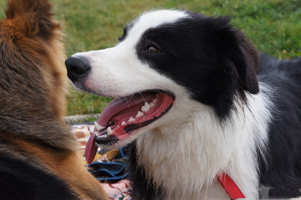 宅男女不仅仅能饲养的6大狗狗:一点不含糊,养了别