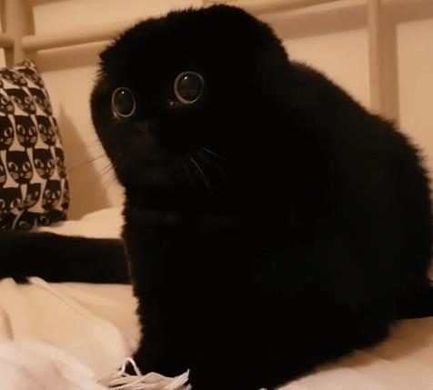 超可爱的"小煤球",萌到你怀疑人生,我已经决定要养一只黑猫了