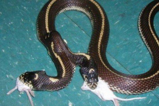 图看全球各地罕见的变异双头蛇, 上天忘了多给它们一个身体