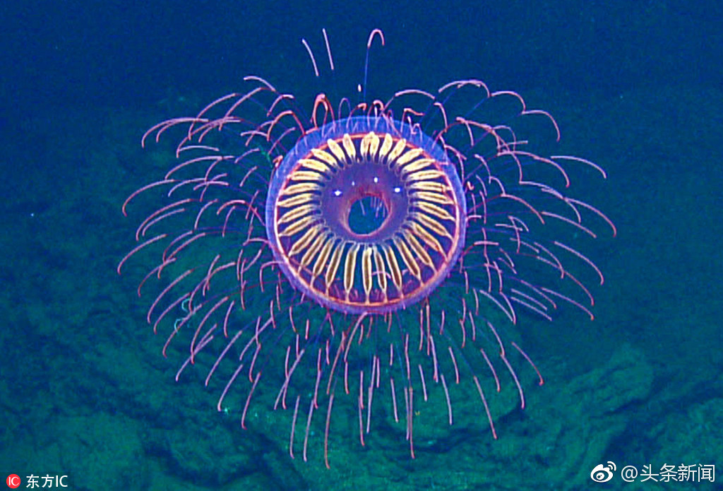 史上仅见10多次科学家深海邂逅惊艳烟花水母