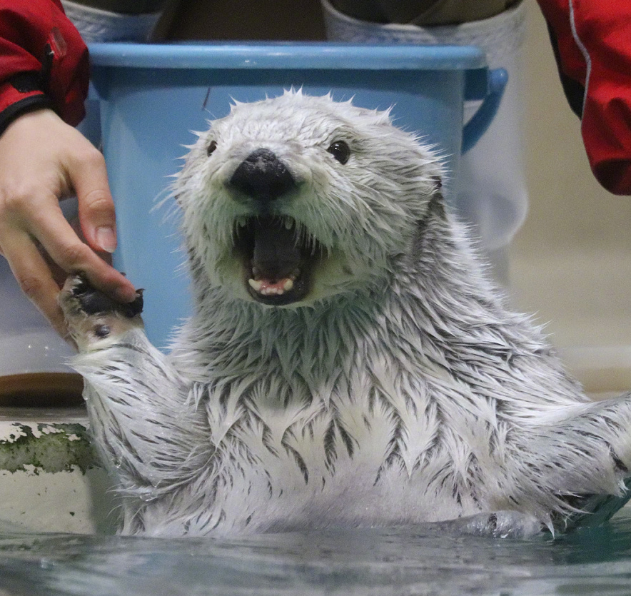 海獭真的是自带表情包的生物每一个眼神动作都是戏