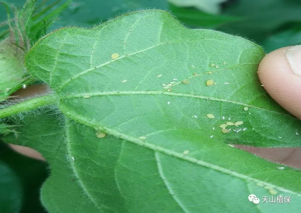 兵团第七师124团2018年第六期病虫情报|棉田|叶螨|病虫_新浪新闻