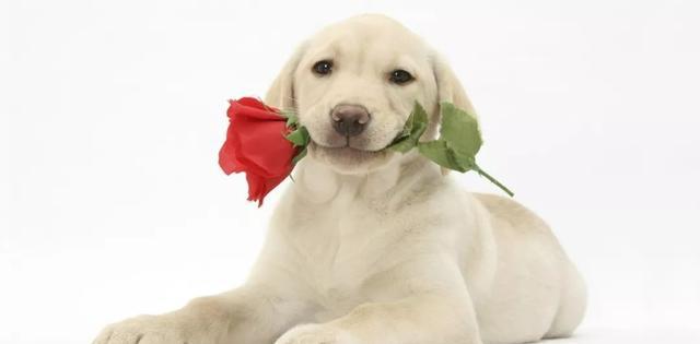狗头叼着玫瑰花表情包图片