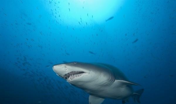 地球上5大同类相食的动物沙虎鲨子宫内相残土拨鼠婴儿杀戮者