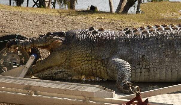 地球上最大的鳄鱼, 长6.4米重1075公斤, 误食绳索而死