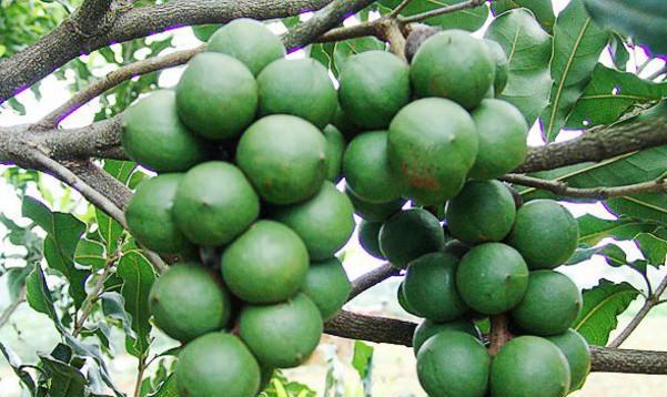 40多块钱一斤,没见过的人都认为是巧克力,原来是长在树上的!