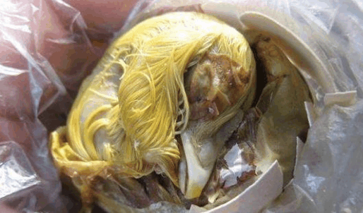 中国人都不敢吃的小吃|猪脑|爬沙虫|菜青虫_新浪新闻