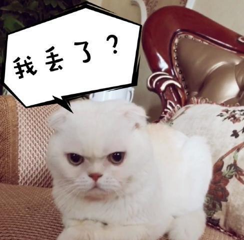 抖音上的6大神猫,图一粉丝超四千万,最后一个把猫粮都输光了