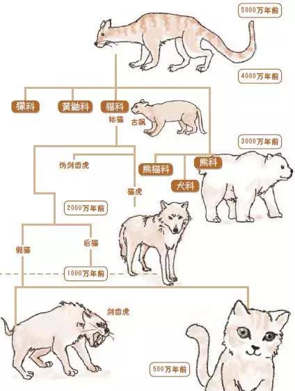 狗狗也吸猫你不知道他们才是一家人