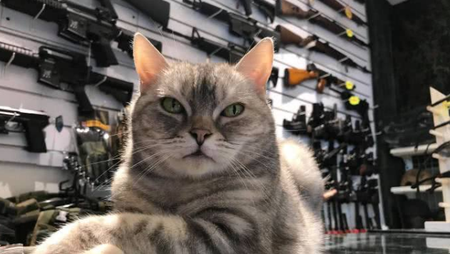 大佬既视感的看店猫咪,我不做大哥好多年!