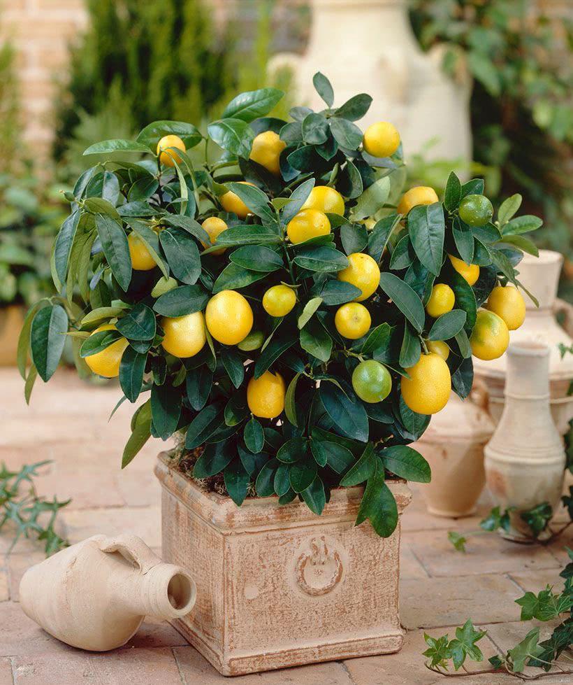 这几种寓意较好的植物,一定要在家里养上一盆!