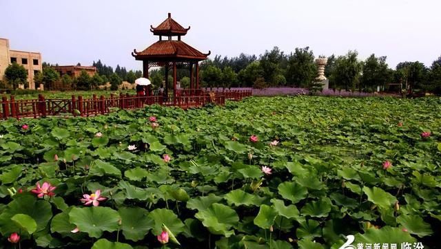 襄汾燕村荷花初放 美不胜收(图)|荷花|玉羽|荷花园_新浪网