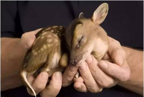 一组刚出生的动物宝宝照片, 太可爱太萌了!