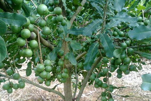 40多块钱一斤,没见过的人都认为是巧克力,原来是长在树上的!