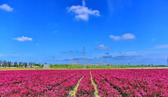 正文 3 潁上十八里鋪花園小鎮 花園小鎮