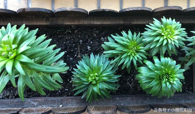 这九种花,随便扔土里,就能长成一片,开花不断