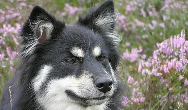 生活在极寒地区,生有致密的双重毛层,芬兰拉普猎犬