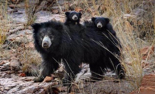 黑熊带着熊宝宝在野外觅的食,结果偶遇老虎,大战一触即发!