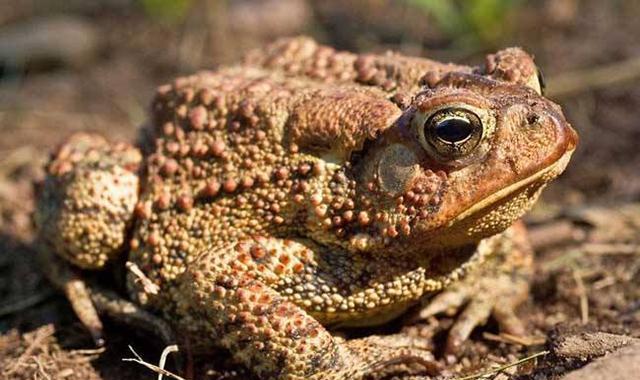 故事:六十岁老汉每天必须吃蛤蟆,为此竟害死了儿媳和孙子