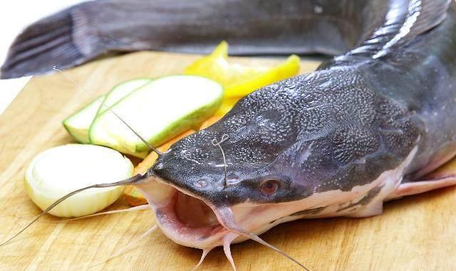 过去农村水塘常见的鲶鱼,如今很多人不敢食用,是清蒸红烧的美味