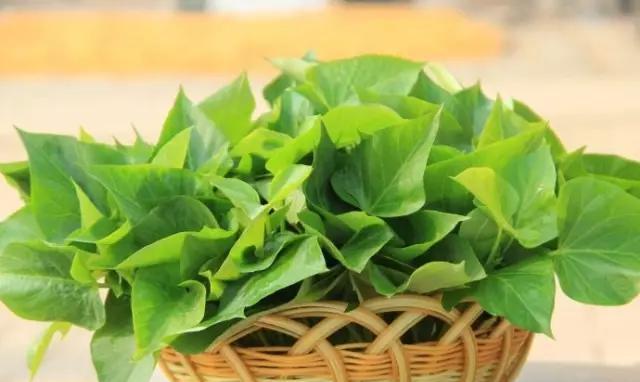 红薯叶吃了有什么好处?|红薯叶|红薯|蔬菜_新浪新闻