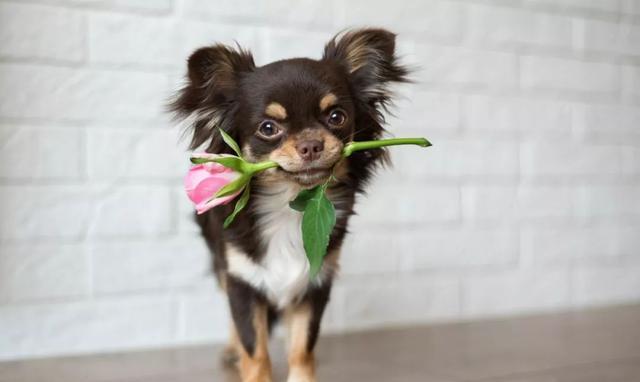 趣味测试:你会选哪个狗狗叼的玫瑰花,测你和另一半的爱情运势