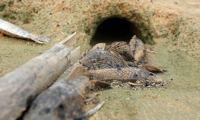 爱心人士放生"入侵物种", 中国吃货却下不了嘴