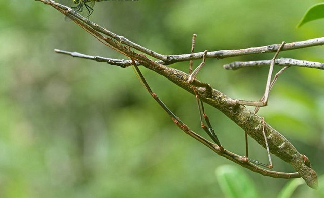 农村树的上干柴棒?一根就能杀死一头牛,农村