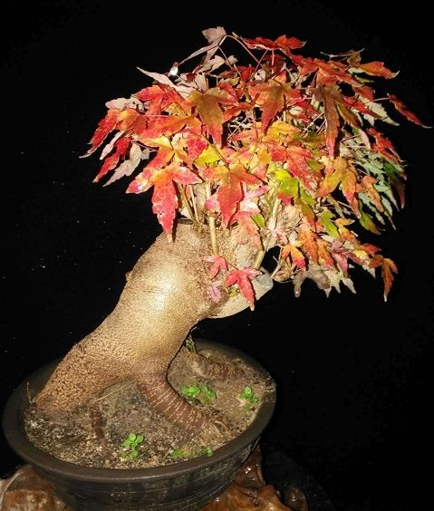 画意型盆景的极致,悬崖式盆景,远久的艺术形式,拍照欣赏