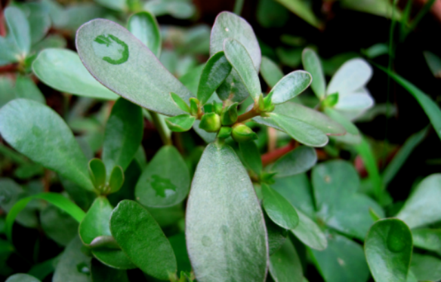 农村这种杂草,以前是人吃玉米猪吃它,现在是猪吃玉米人吃它