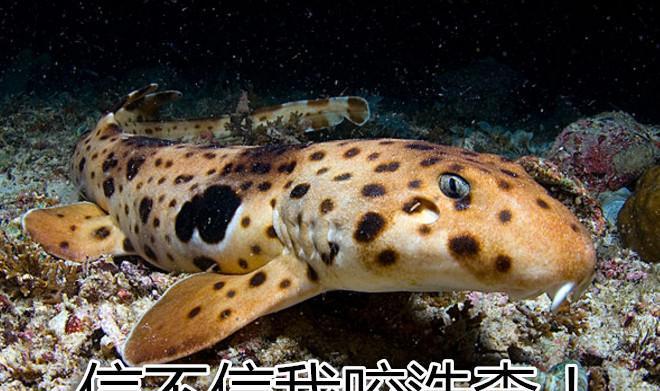 能走路我就不游泳, 会走路的鲨鱼惹不起!